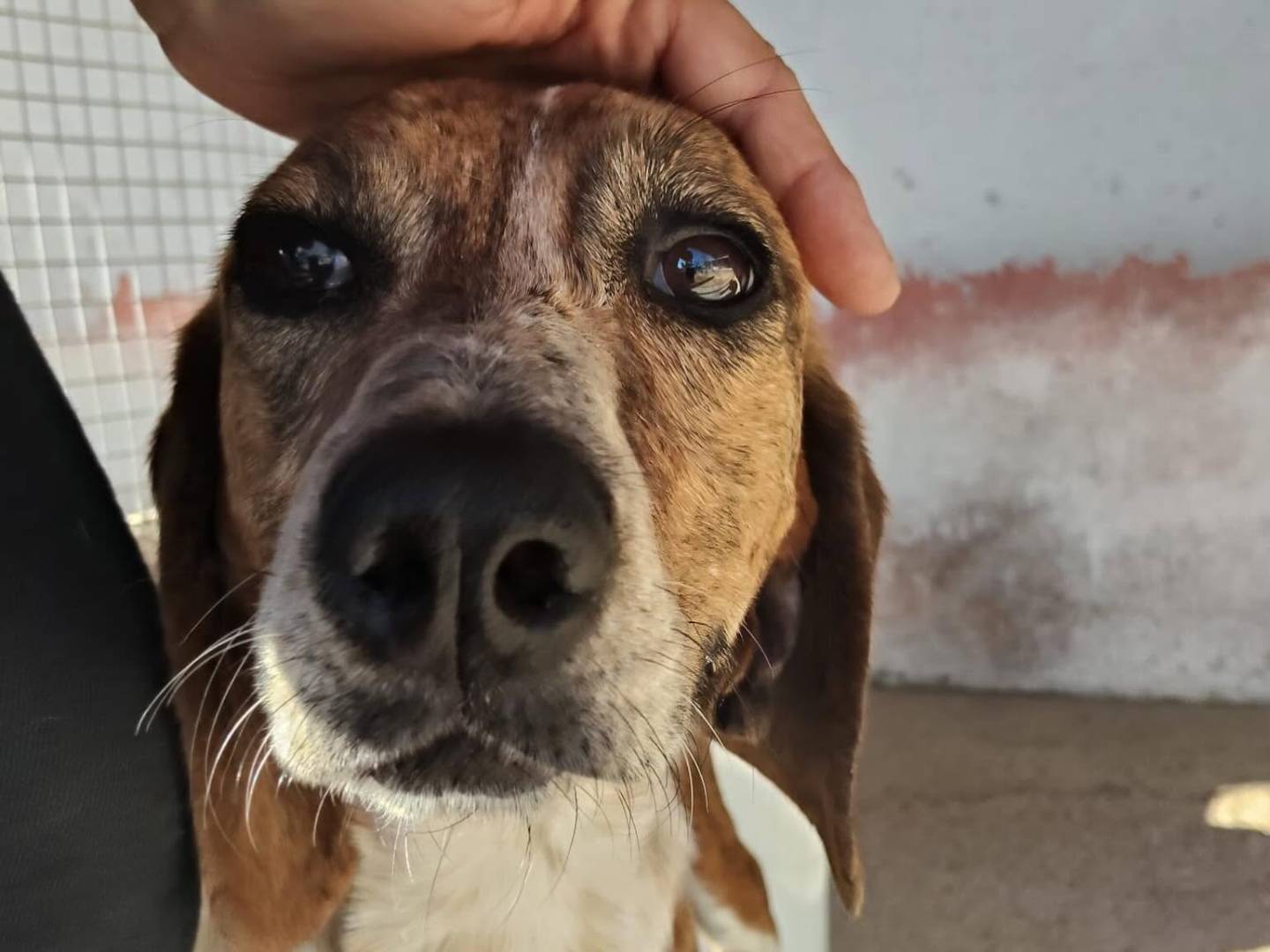Adotta un cane, taglia media contenuta, femmina, Latina