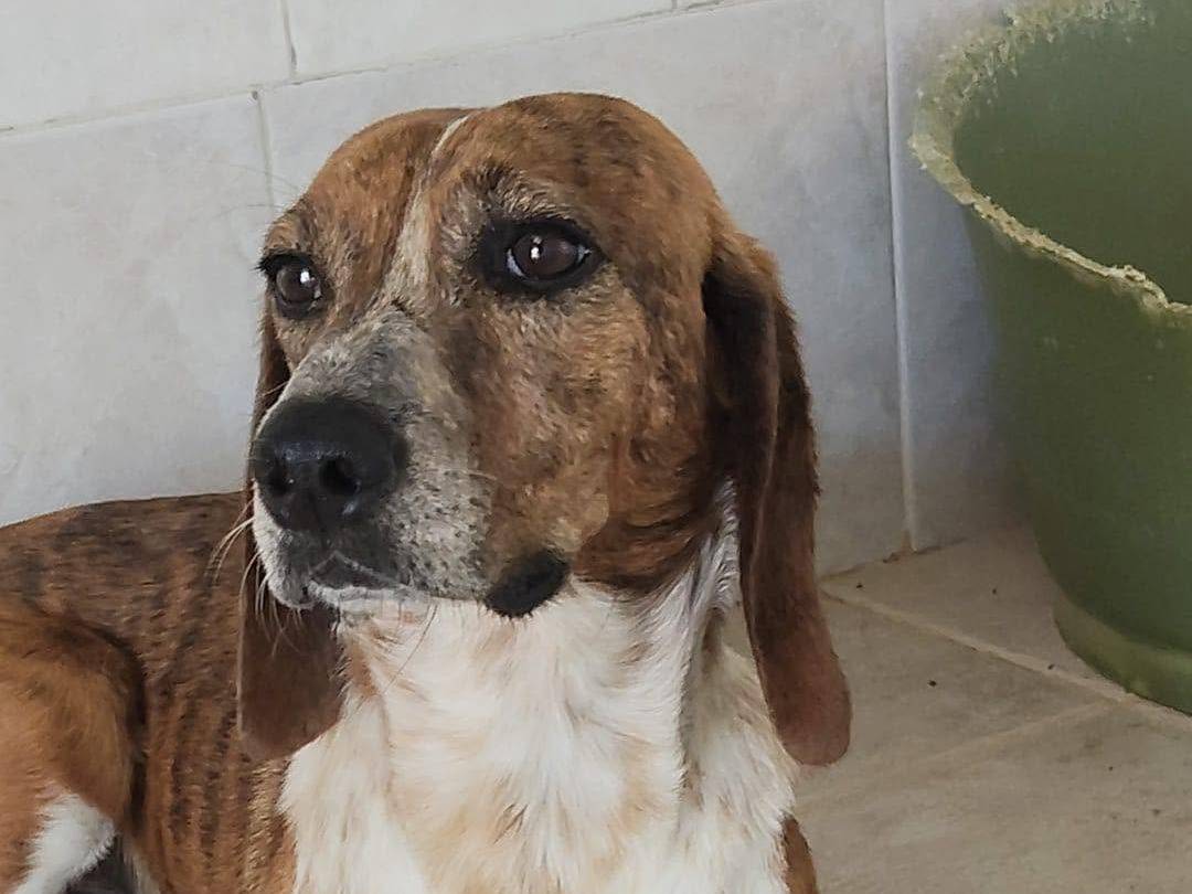 Vuoi adottare un cane a Latina?