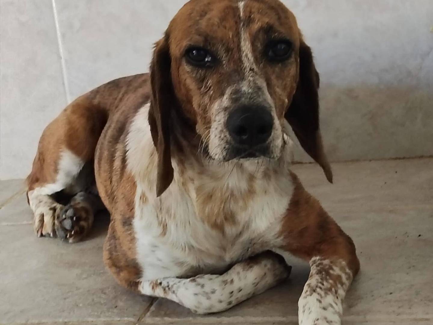 Adotta il cane LILLY a Latina