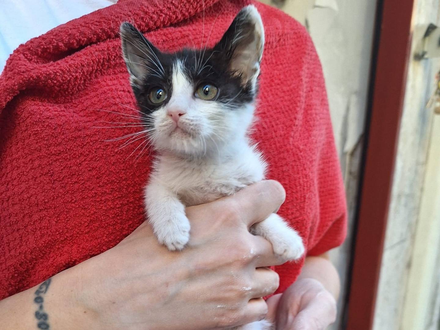 Adozione gatto, maschio, Razza sconosciuta Razza sconosciuta, 1 mese, taglia non valida, Firenze