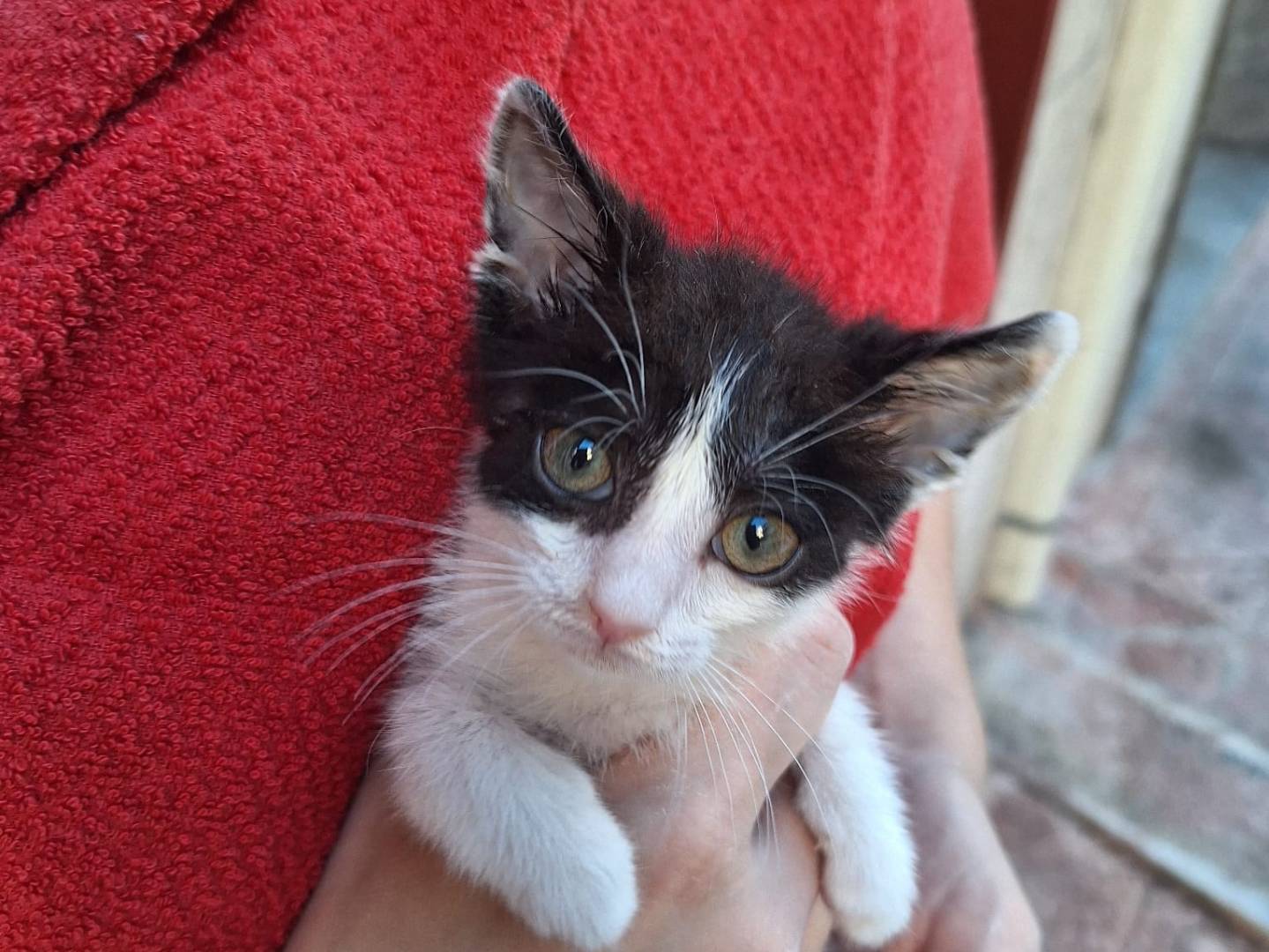 Adotta un gatto, maschio, 1 mese, Firenze