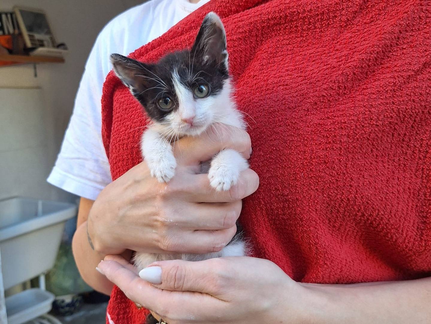 Vuoi adottare un gatto a Firenze?