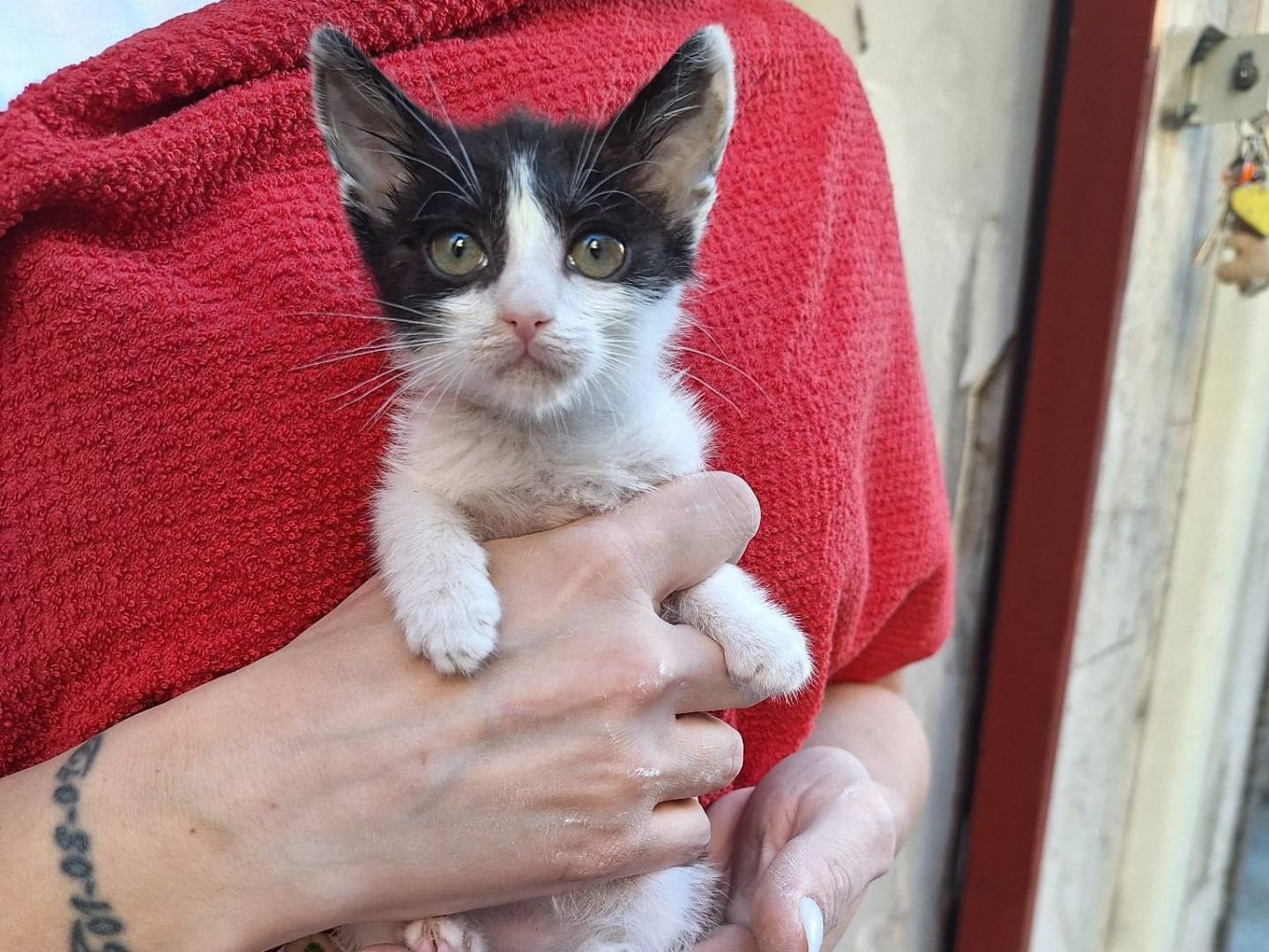 Adotta il gatto Batman  a Firenze