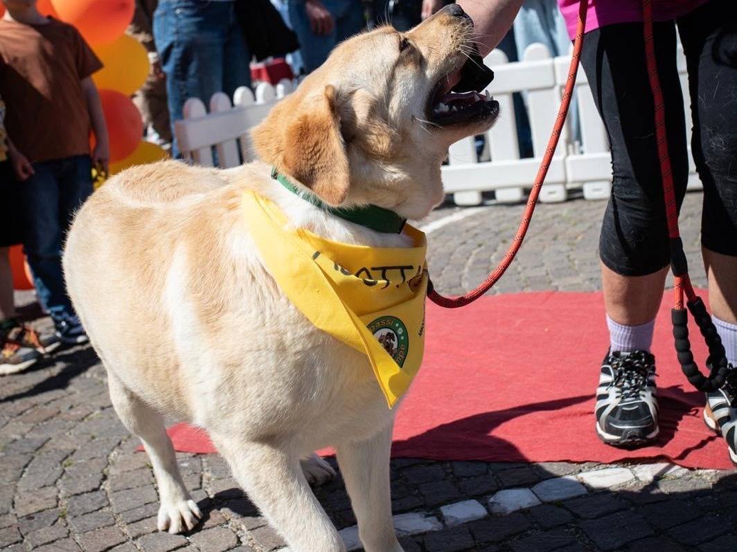 Adotta un cane, maschio, 3 anni, Latina