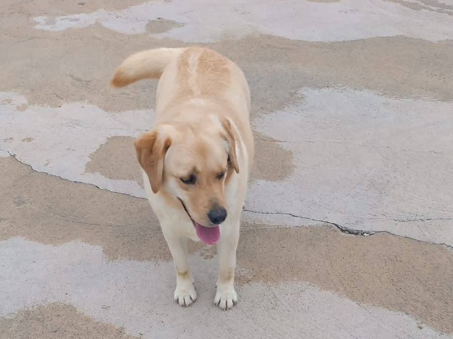 Adotta un cane, taglia media, maschio, Latina