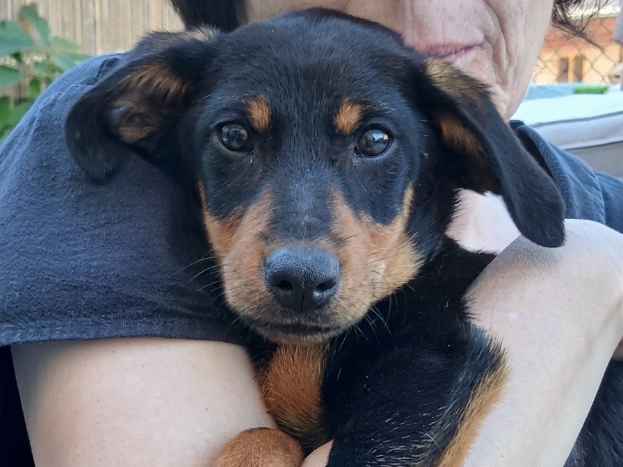 Adozione cane, femmina, Razza sconosciuta Razza sconosciuta, 5 mesi, taglia piccola, Savona