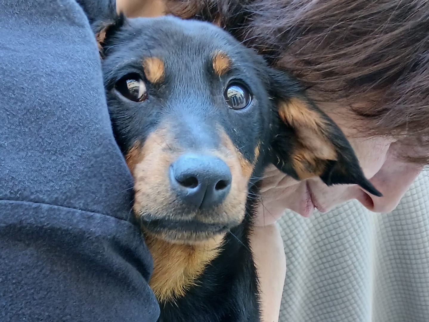 Adotta un cane, femmina, 5 mesi, Savona