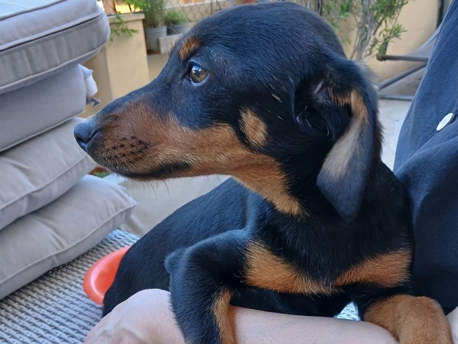 Vuoi adottare un cane a Savona?