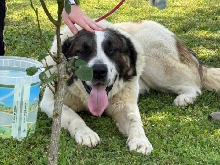 Adozione cane, maschio, Razza sconosciuta Razza sconosciuta, 3 anni e 3 mesi, taglia gigante, Asti
