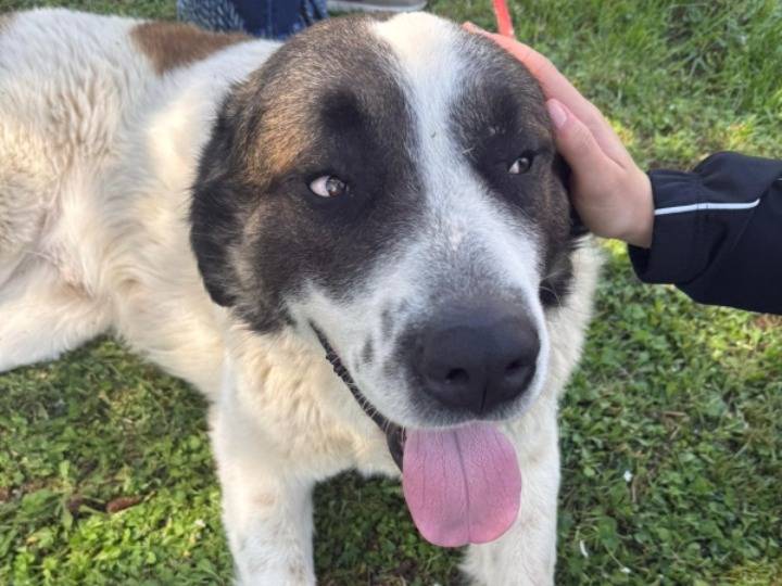 Adotta un cane, maschio, 3 anni e 3 mesi, Asti
