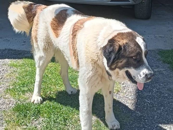 Adotta un cane, taglia gigante, maschio, Asti