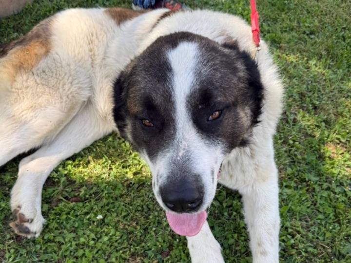 Vuoi adottare un cane a Asti?