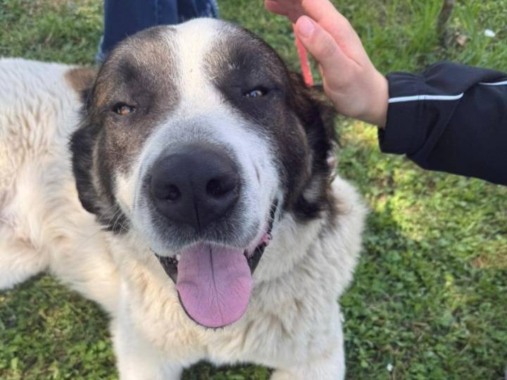 Adotta il cane Billy mix San Bernardo  a Asti
