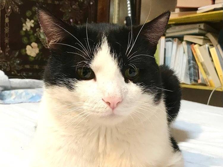 Adozione gatto, maschio, Razza sconosciuta Razza sconosciuta, 5 anni e 5 mesi, taglia non valida, Genova
