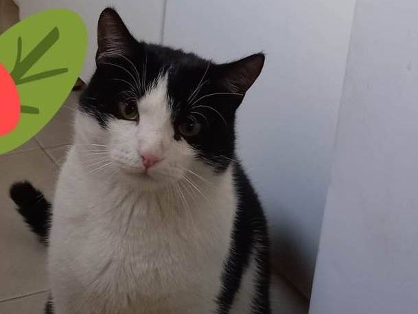 Adotta un gatto, taglia non valida, maschio, Genova