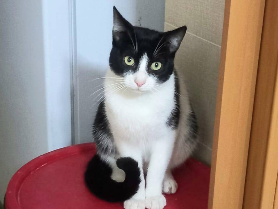 Adotta un gatto, taglia non valida, maschio, Genova