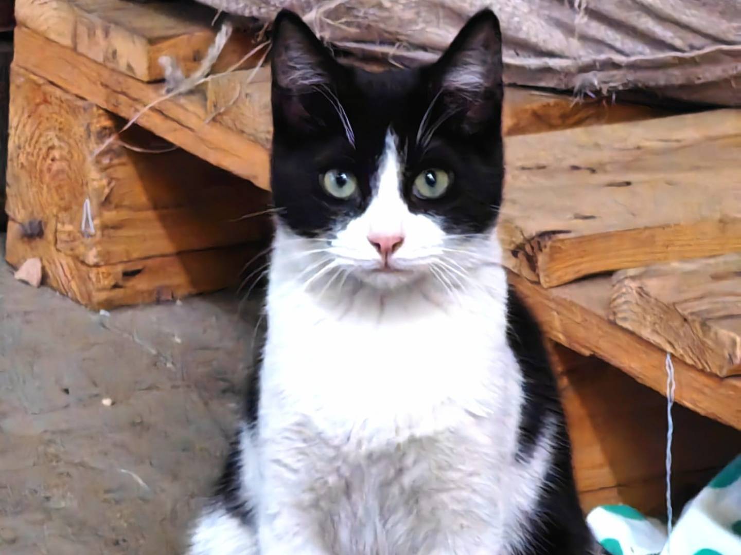 Vuoi adottare un gatto a Genova?