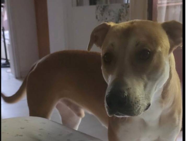 Adozione cane, maschio, Razza sconosciuta Razza sconosciuta, 2 anni, taglia grande, Milano