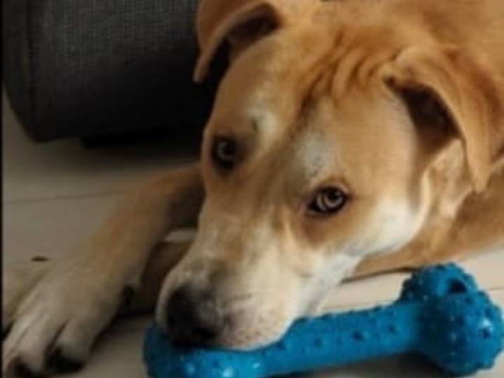 Adotta un cane, taglia grande, maschio, Milano