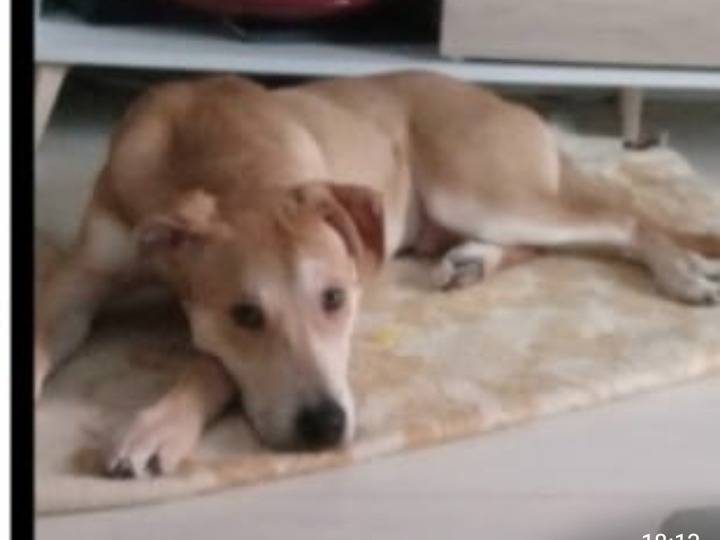 Adotta un cane, maschio, 2 anni, Milano
