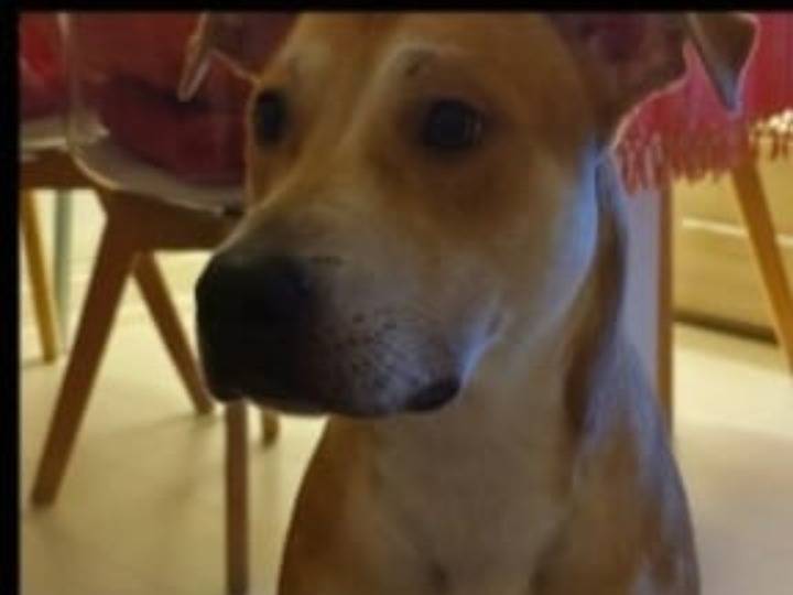 Vuoi adottare un cane a Milano?