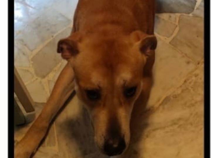 Adotta il cane Aristide URGENTISSIMO STALLO  a Milano