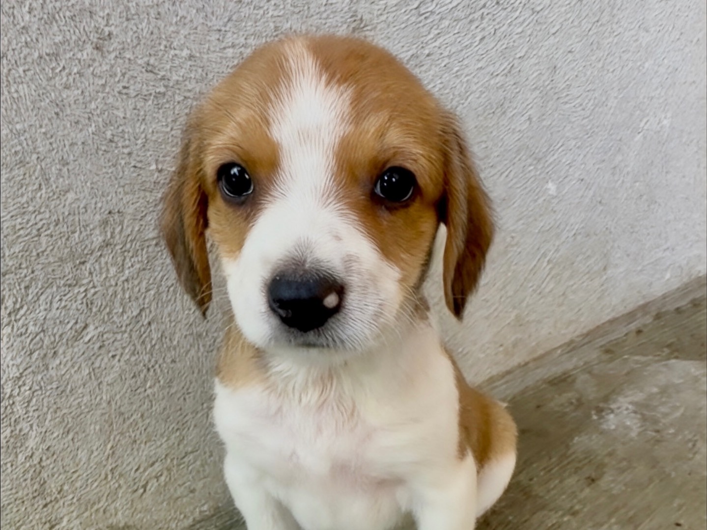 Adozione cane, maschio, Razza sconosciuta Razza sconosciuta, 2 mesi, taglia piccola, Milano