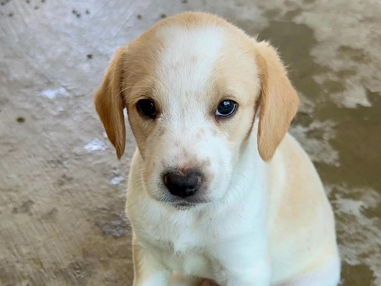 Adozione cane, maschio, Razza sconosciuta Razza sconosciuta, 2 mesi, taglia piccola, Milano