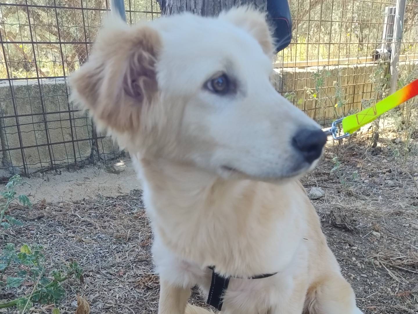 Vuoi adottare un cane a Pordenone?