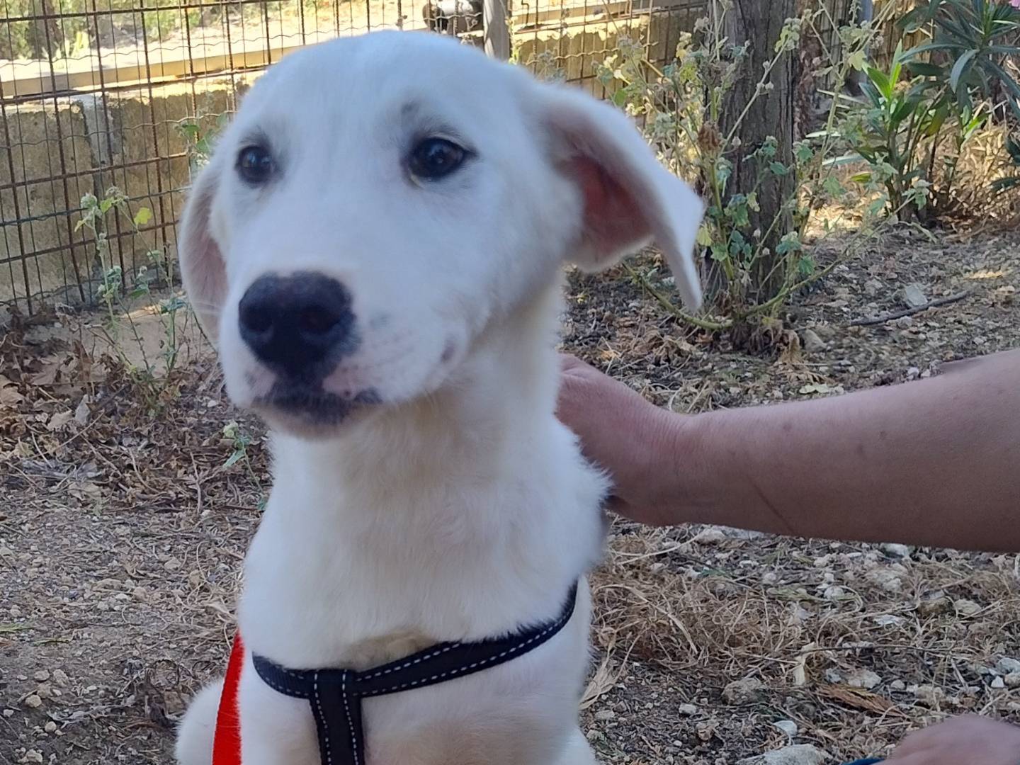 Adozione cane, maschio, Razza sconosciuta Razza sconosciuta, 4 mesi, taglia media, Pordenone