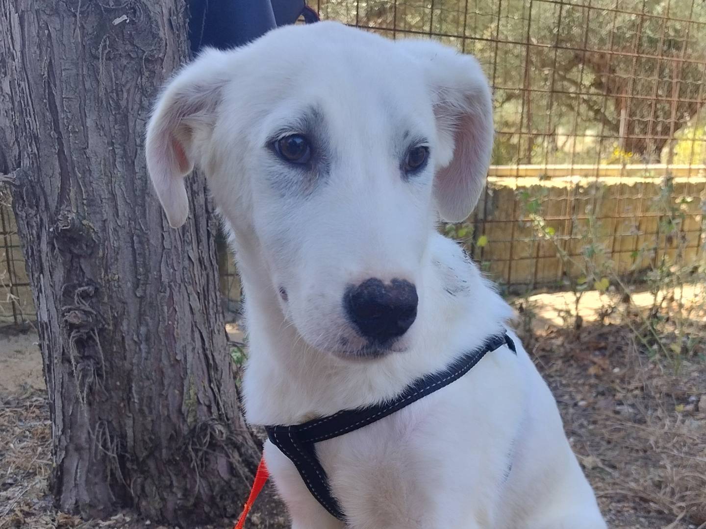 Adotta un cane, maschio, 4 mesi, Pordenone