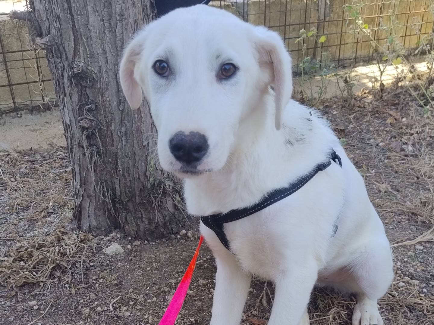 Adotta un cane, taglia media, maschio, Pordenone