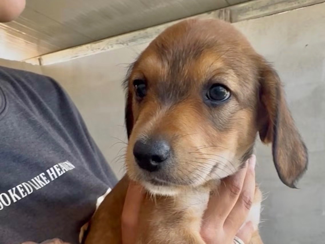 Adozione cane, maschio, Razza sconosciuta Razza sconosciuta, 2 mesi, taglia piccola, Bologna