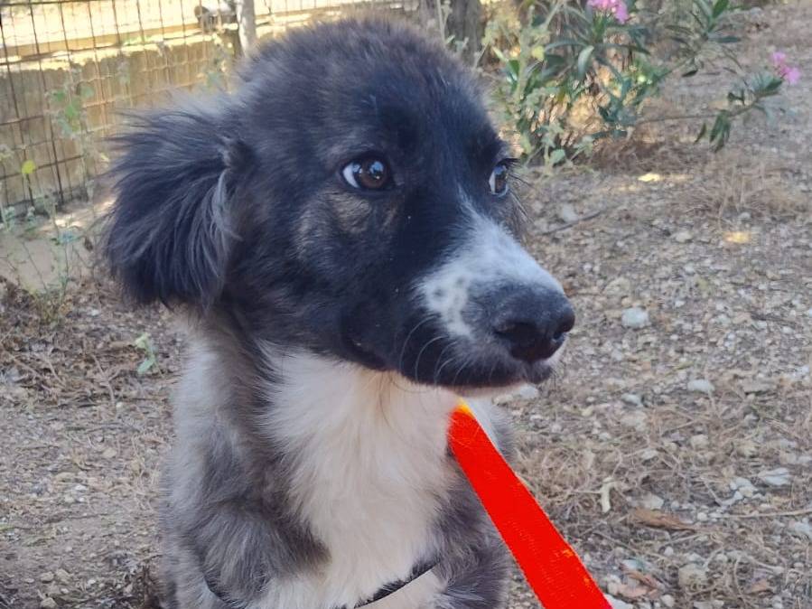 Foto 3 dell'animale