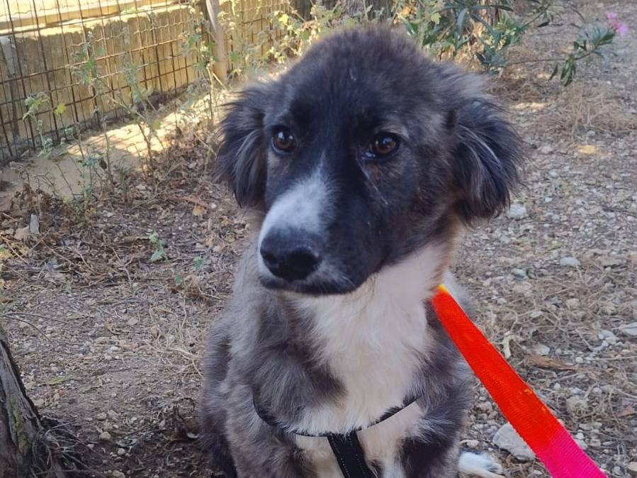 Vuoi adottare un cane a Pordenone?