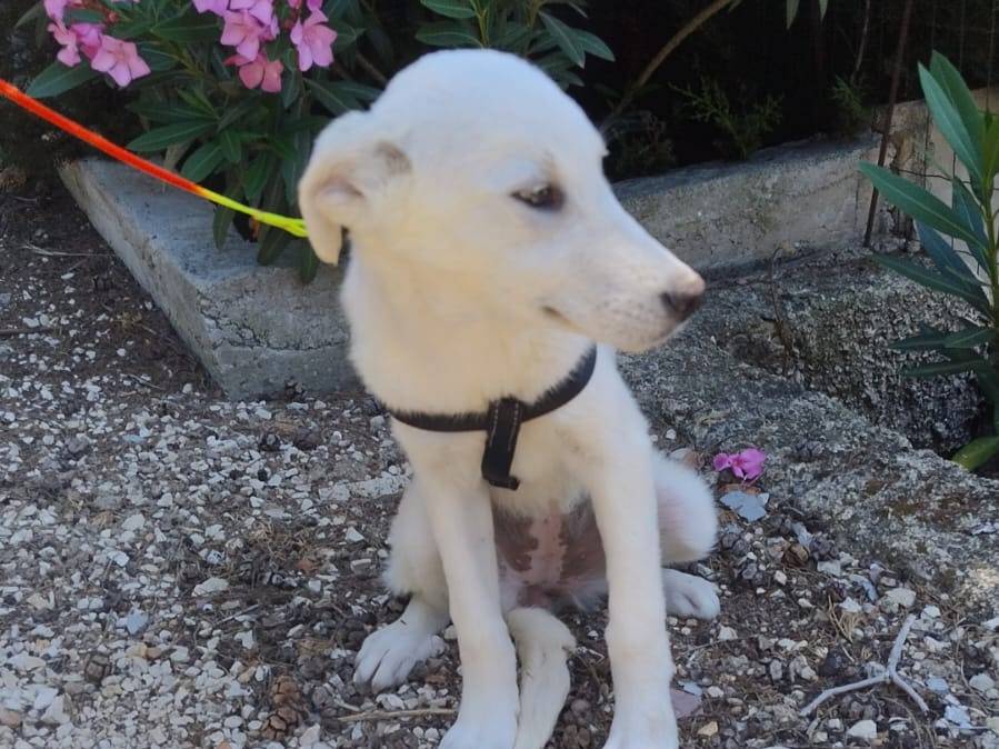 Adotta un cane, femmina, 4 mesi, Pordenone