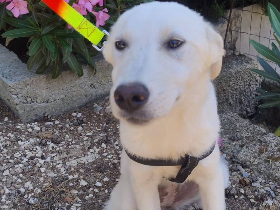 Adotta un cane, taglia media, femmina, Pordenone