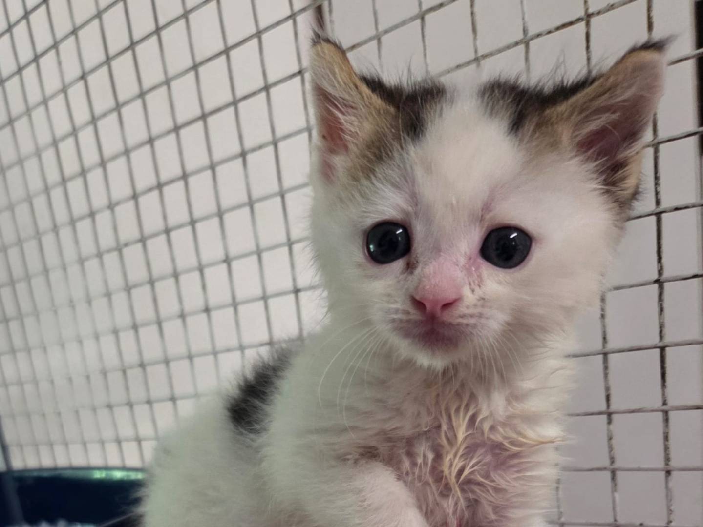 Adozione gatto, maschio, Razza sconosciuta Razza sconosciuta, 1 settimana, taglia non valida, Milano
