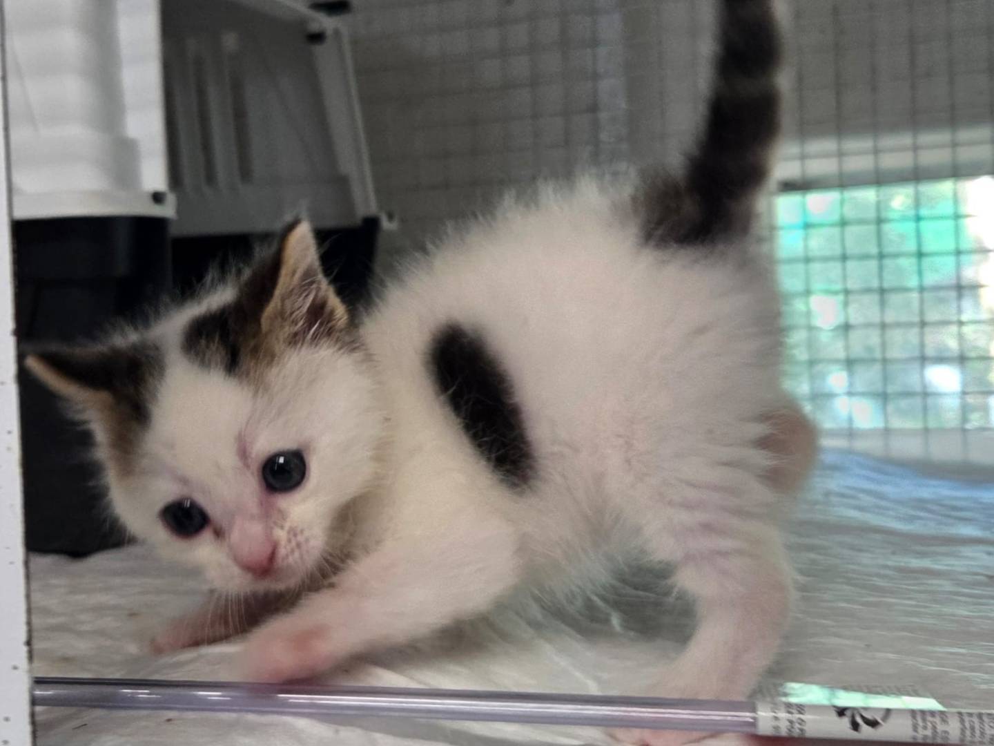 Adotta un gatto, maschio, 1 settimana, Milano