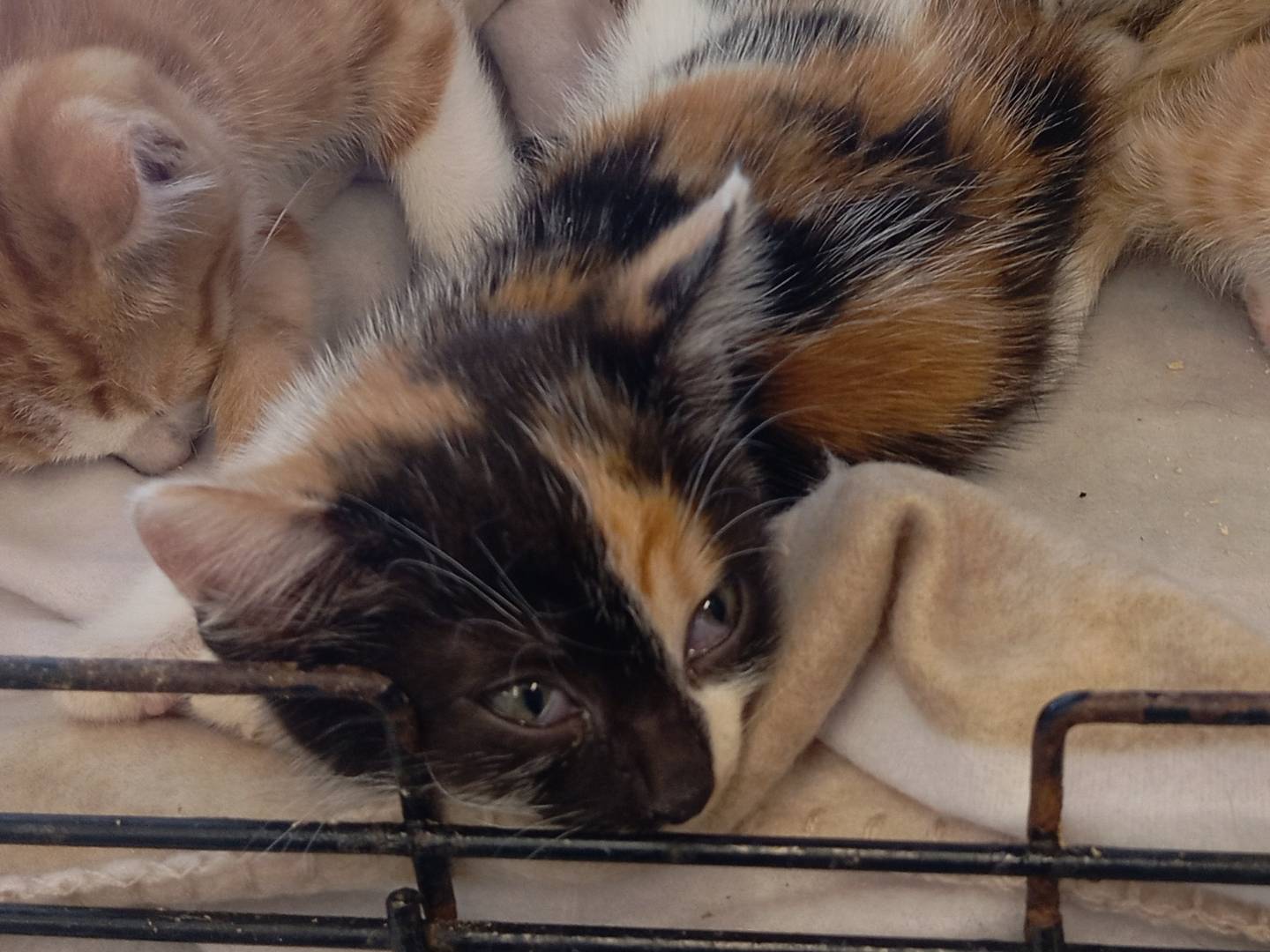 Adozione gatto, femmina, Razza sconosciuta Razza sconosciuta, 2 mesi, taglia non valida, Viterbo