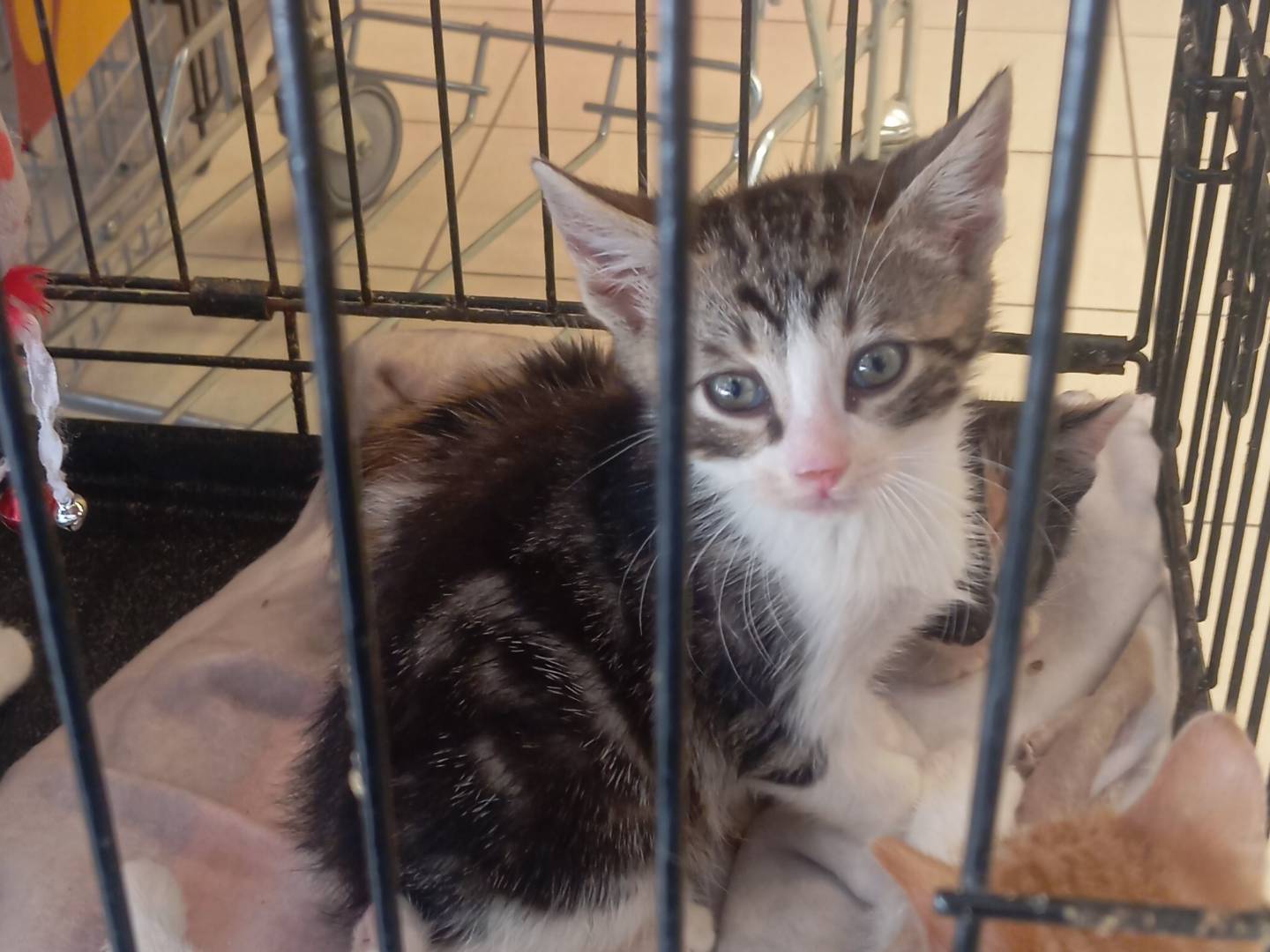 Adozione gatto, maschio, Razza sconosciuta Razza sconosciuta, 2 mesi, taglia non valida, Viterbo