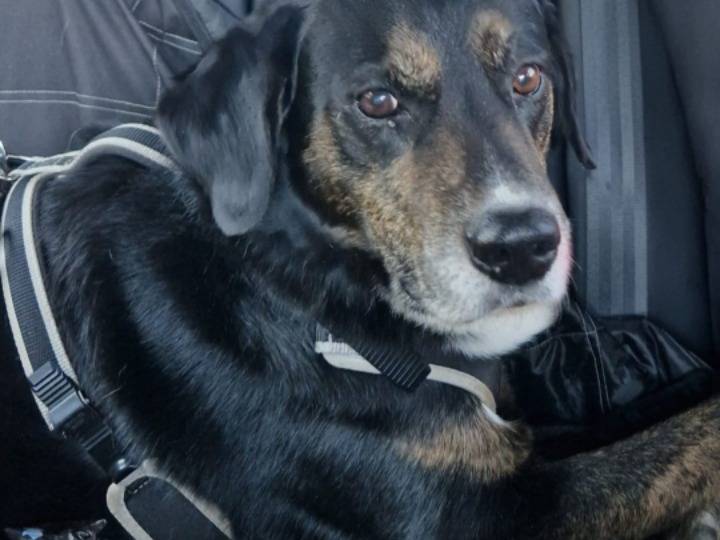 Adozione cane, maschio, Razza sconosciuta Razza sconosciuta, 13 anni e 1 mese, taglia media, Milano