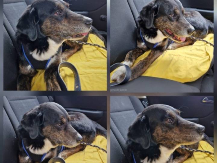 Adotta un cane, taglia media, maschio, Milano