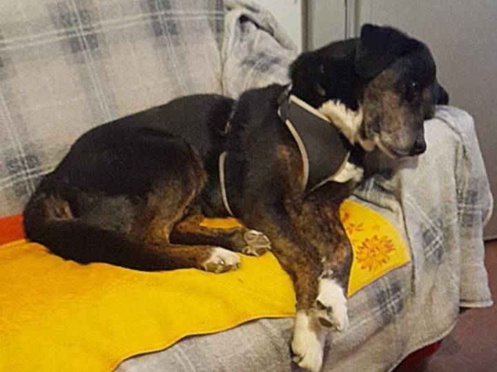Vuoi adottare un cane a Milano?