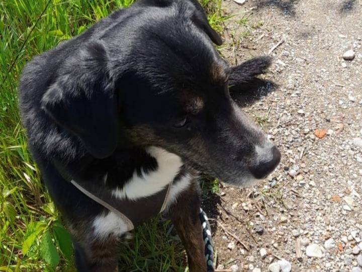 Adotta il cane Loky fine giugno stallo finito a Milano