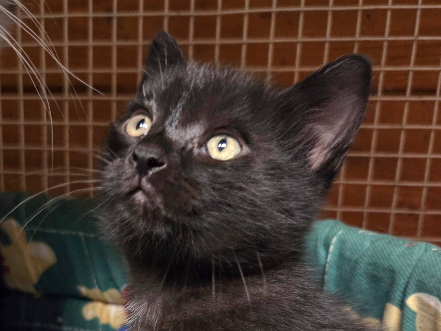 Adozione gatto, femmina, Razza sconosciuta Razza sconosciuta, 1 mese, taglia non valida, Milano