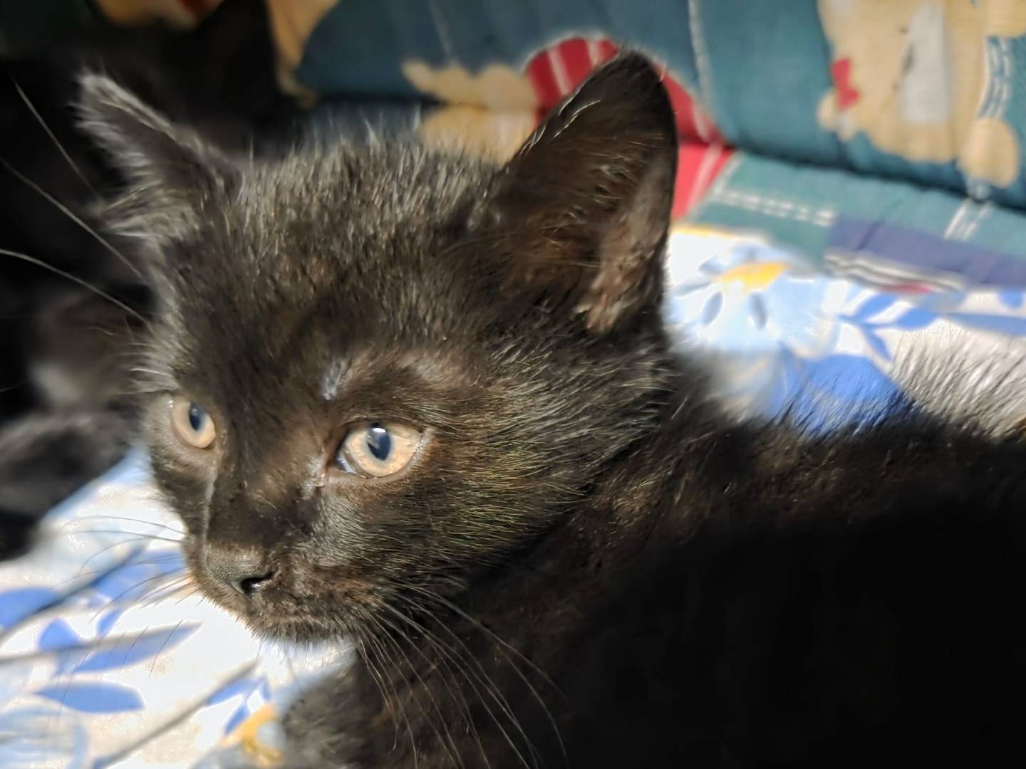 Adozione gatto, maschio, Razza sconosciuta Razza sconosciuta, 2 mesi, taglia non valida, Milano