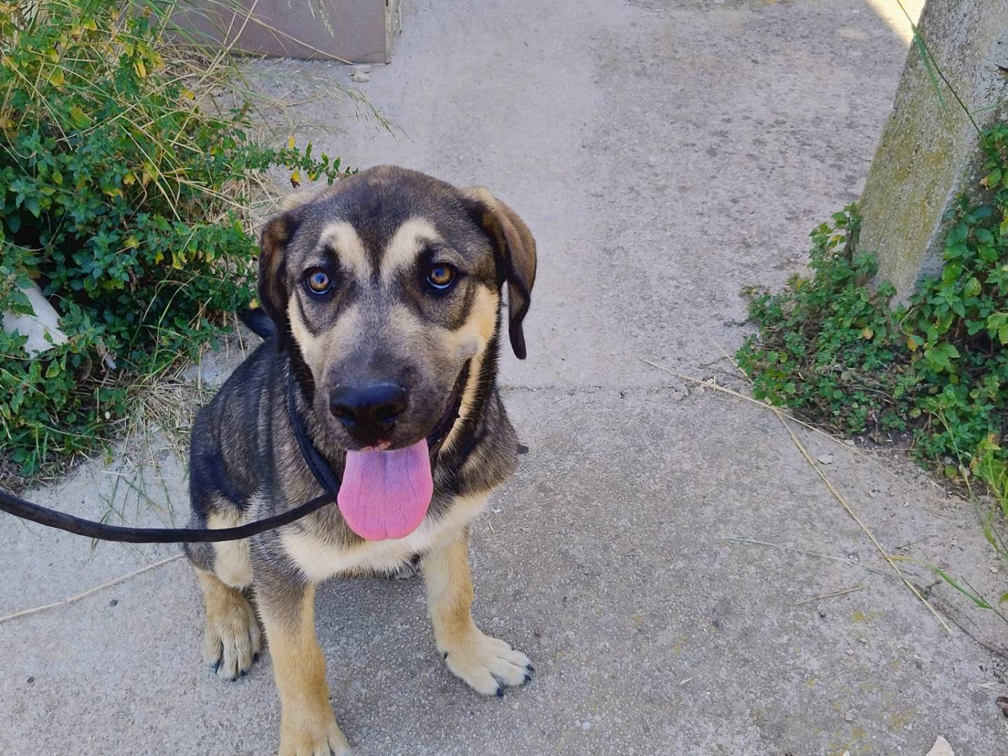 Adozione cane, maschio, Razza sconosciuta Razza sconosciuta, 6 mesi, taglia grande, Trapani