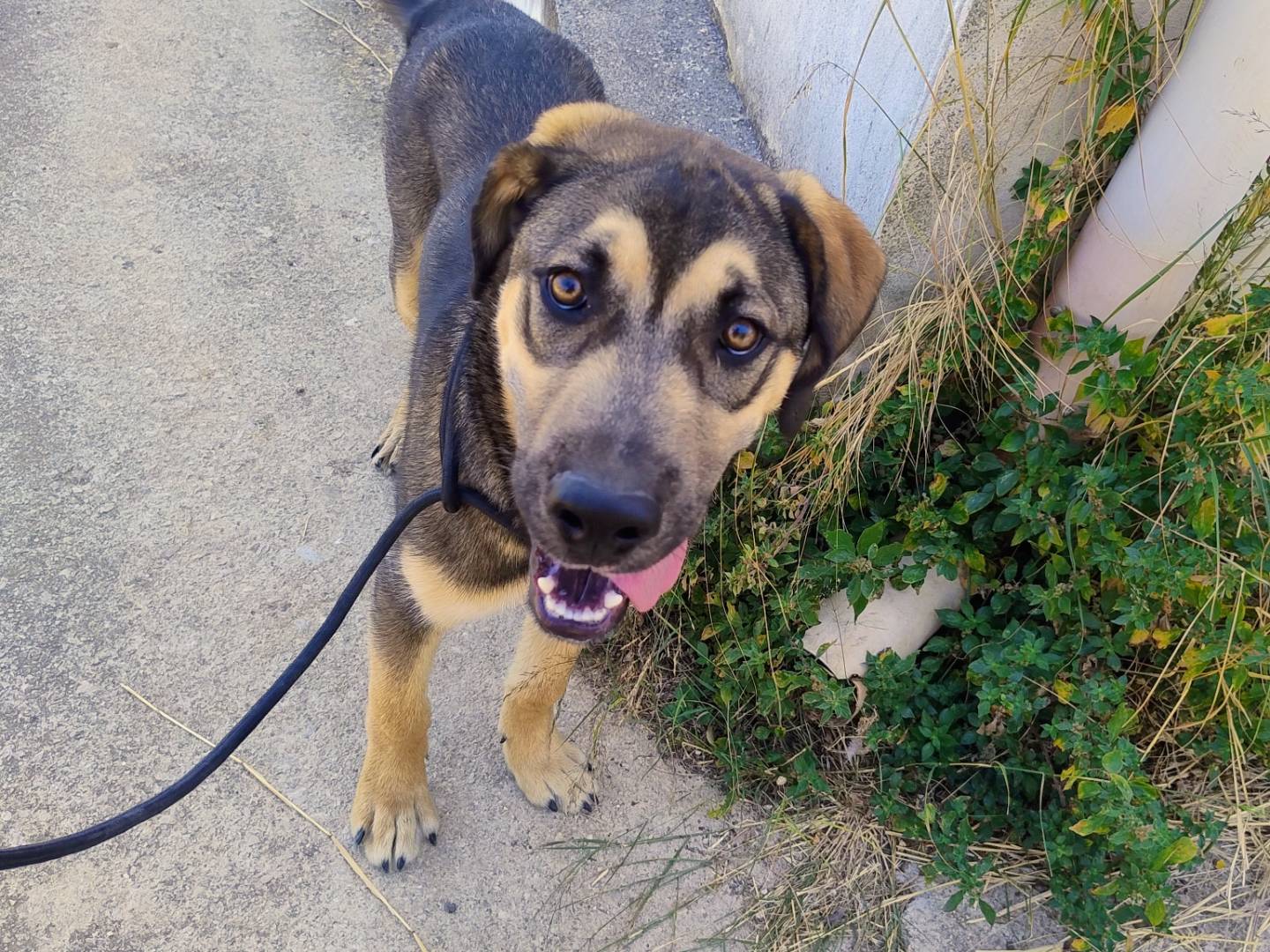 Adotta un cane, maschio, 6 mesi, Trapani