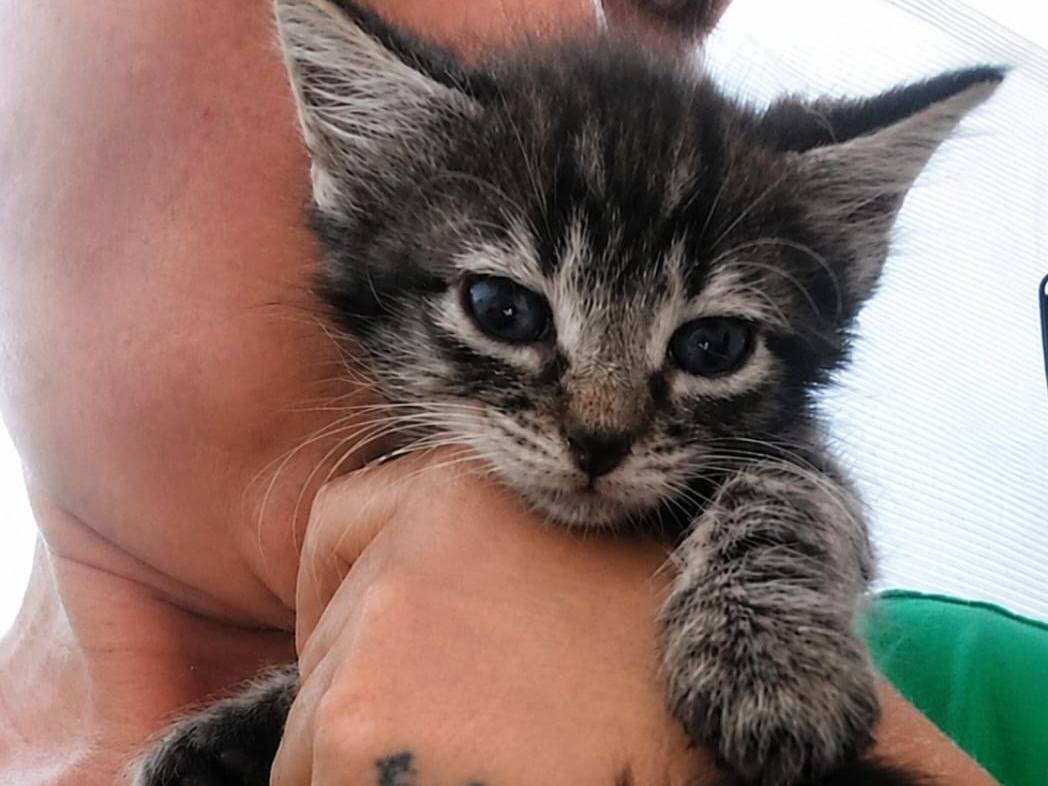 Vuoi adottare un gatto a Chieti?